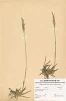 藏品(竹節草)的圖片